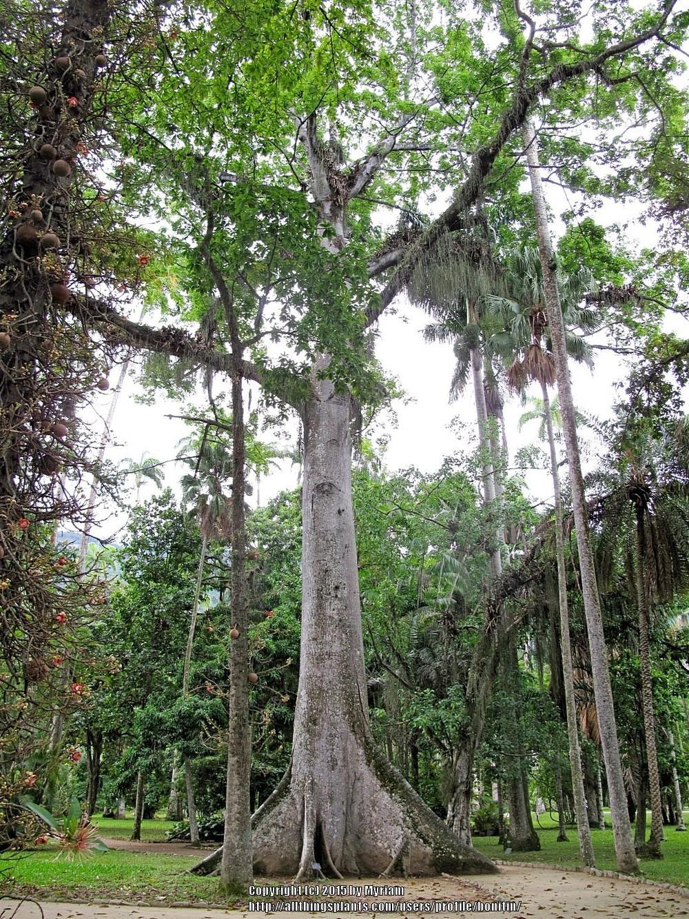 Photo of Java Kapok (Ceiba pentandra) uploaded by bonitin