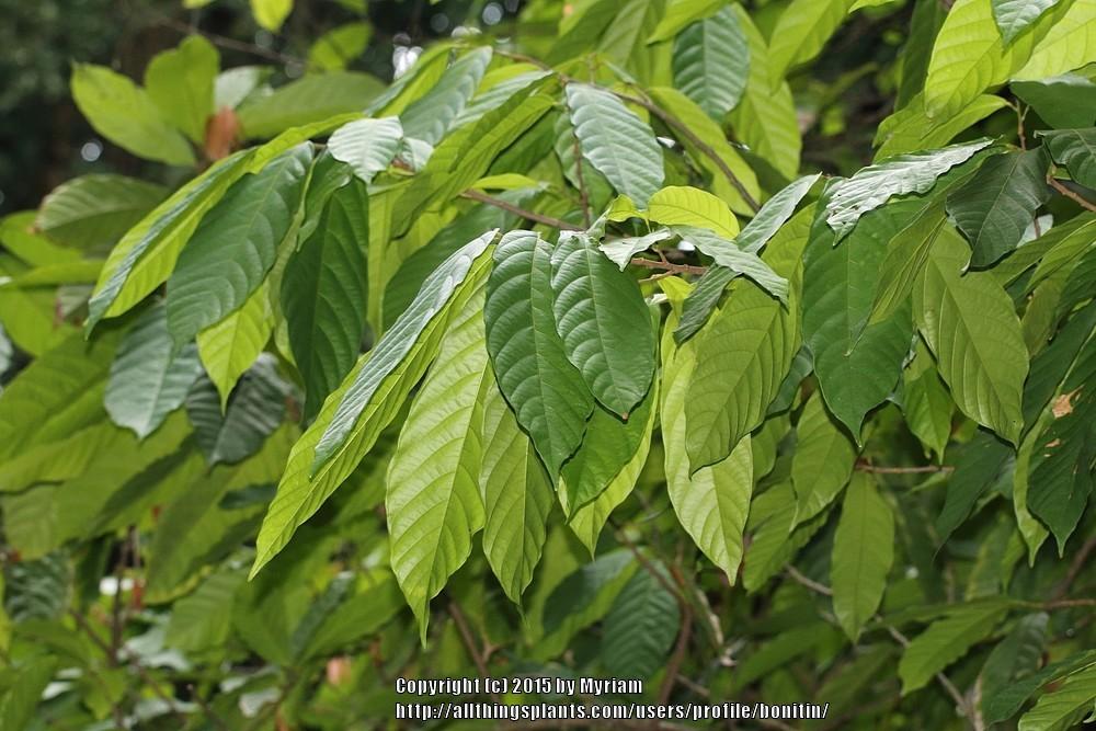 Photo of Cocoa Tree (Theobroma cacao) uploaded by bonitin