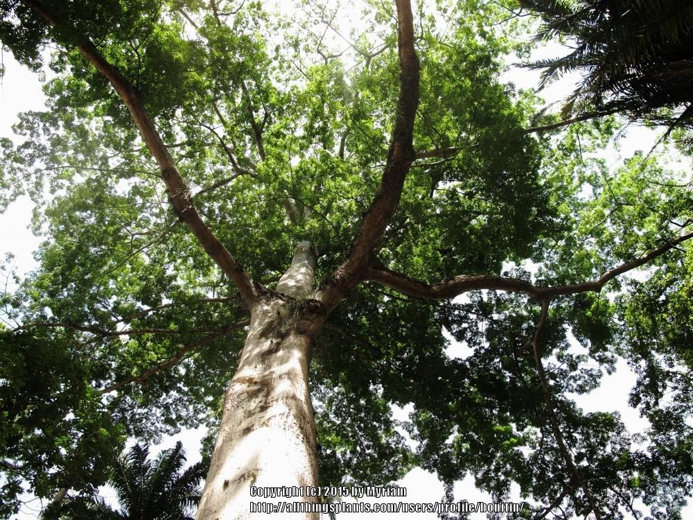 Photo of Java Kapok (Ceiba pentandra) uploaded by bonitin