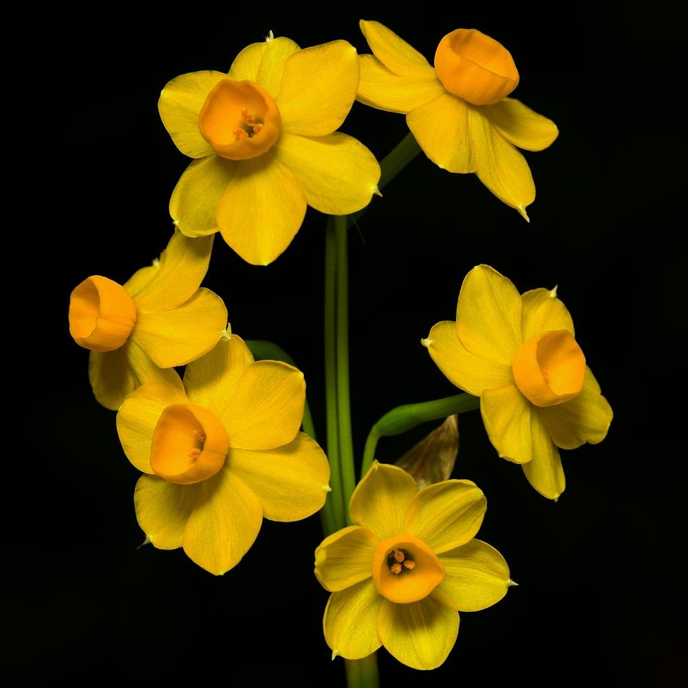 Photo of Tazetta Daffodil (Narcissus 'Grand Soleil d'Or') uploaded by dirtdorphins