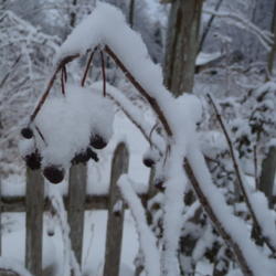 Location: Indiana zone 5
Date: 2015-02-13
covered in snow