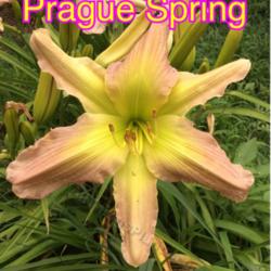 Location: Jones OK,
Date: June 2014
Prague Spring