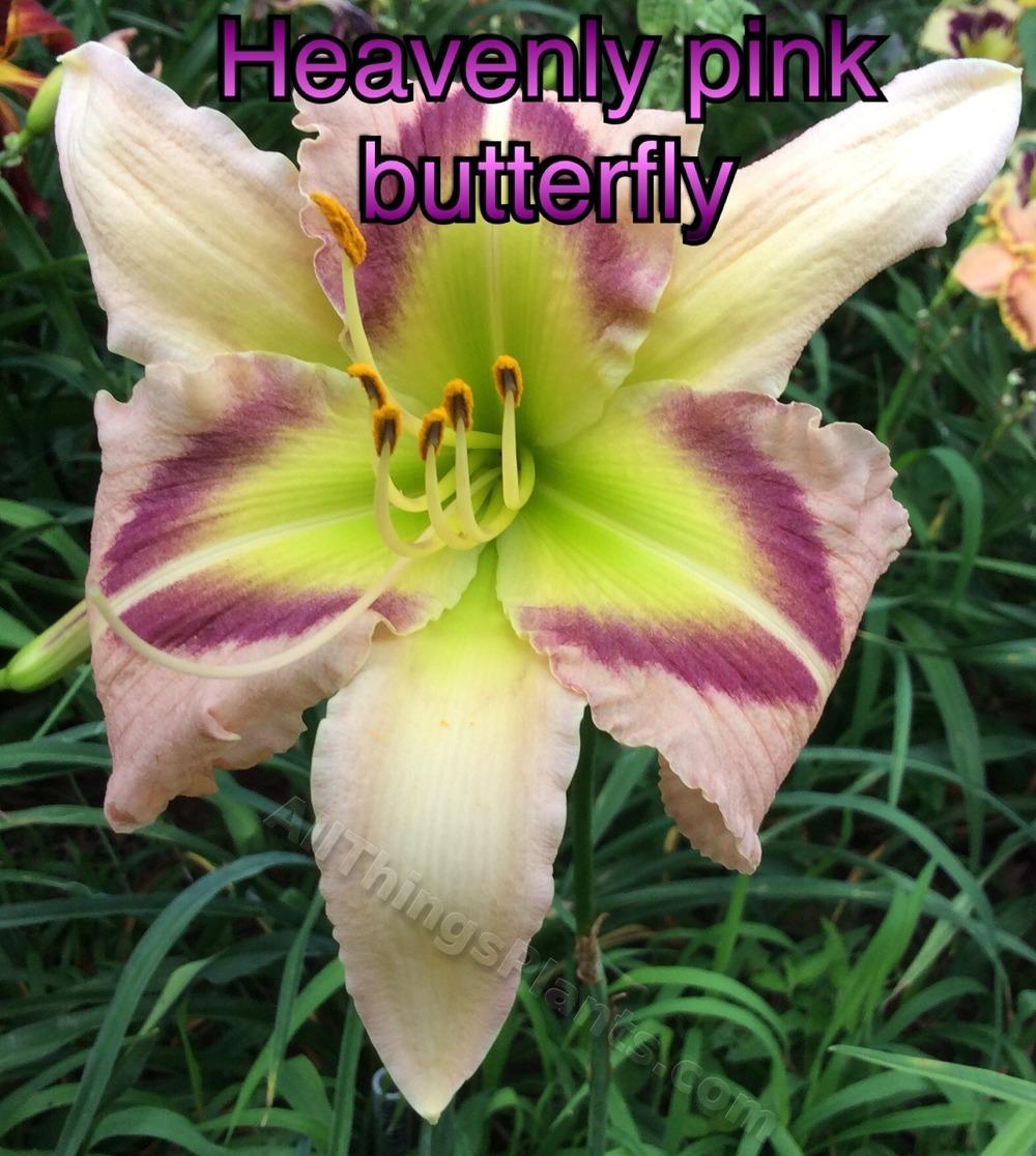 Photo of Daylily (Hemerocallis 'Heavenly Pink Butterfly') uploaded by kidfishing