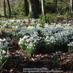 Location: Howick Hall garden, Northumberland, UK
Date: 2014-02-22
Drifts of snowdrops at Howick Hall