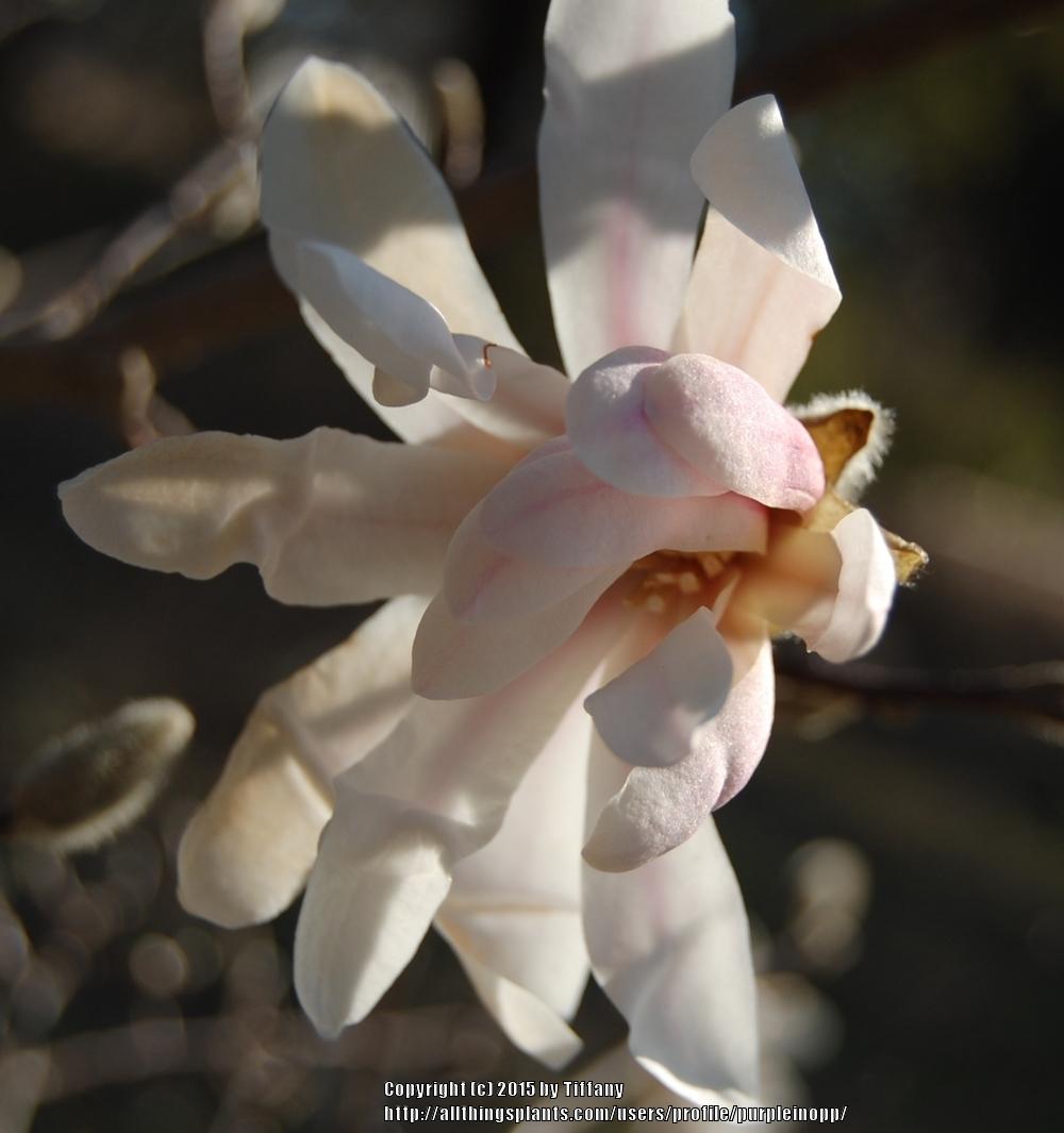 Photo of Magnolias (Magnolia) uploaded by purpleinopp