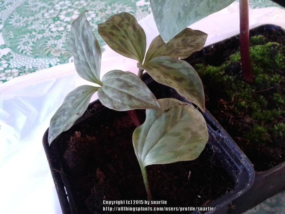 Photo of Sessile Trillium (Trillium sessile) uploaded by snarfie