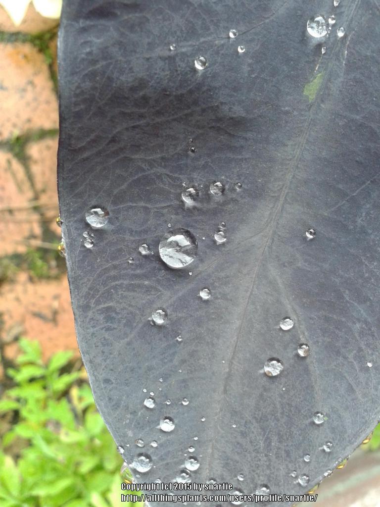 Photo of Imperial Taro (Colocasia esculenta 'Illustris') uploaded by snarfie