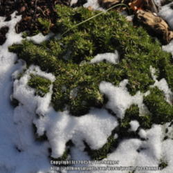 Location: My garden in N E Pa. 
Date: 2012-02-09
Some green groundcover when ever the snow melts.
