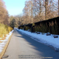 Location: Longwood Gardens lining the walkway with yellow stems. 
Date: 2009-02-09
