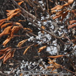 Location: My garden in N E Pa. 
Date: 2011-03-03
These are the berries for making Bayberry candles.