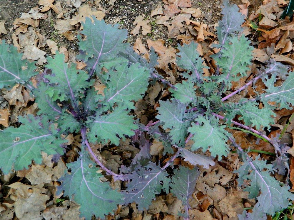 Photo of Siberian Kale (Brassica napus 'Red Russian') uploaded by wildflowers