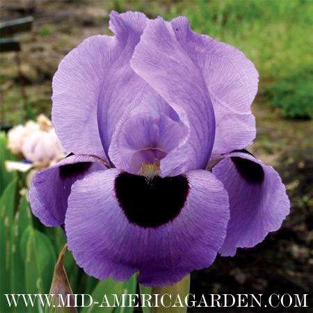 Photo of Arilbred Iris (Iris 'Lancer') uploaded by Calif_Sue