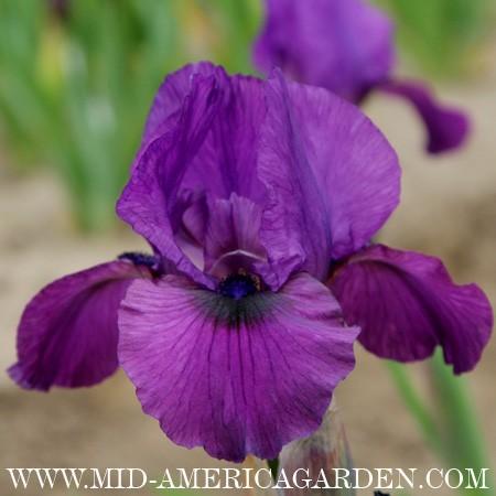 Photo of Arilbred Iris (Iris 'Parable') uploaded by Calif_Sue