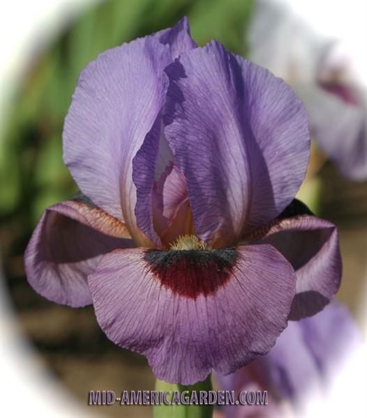 Photo of Arilbred Iris (Iris 'Byzantine Ruby') uploaded by Calif_Sue