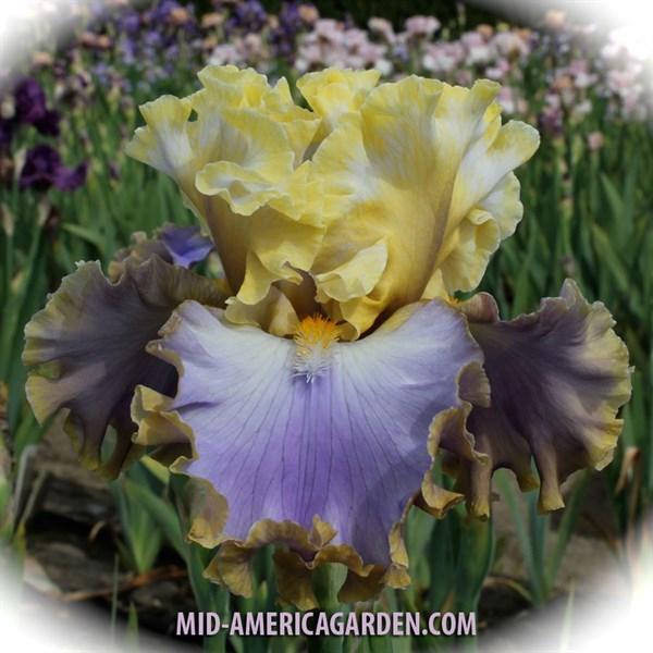 Photo of Tall Bearded Iris (Iris 'Rainbow Sunset') uploaded by Calif_Sue