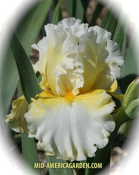 Photo of Tall Bearded Iris (Iris 'Yours Truly') uploaded by Calif_Sue
