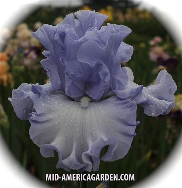 Photo of Tall Bearded Iris (Iris 'Water Waltz') uploaded by Calif_Sue