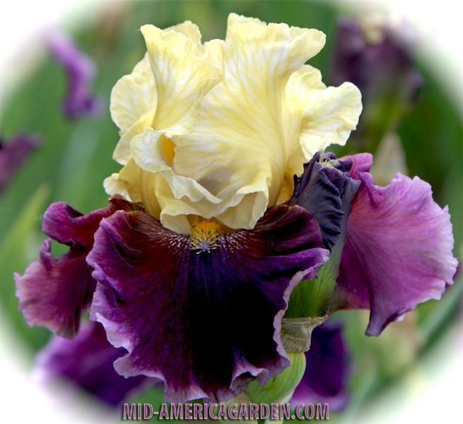 Photo of Tall Bearded Iris (Iris 'Triple Dip') uploaded by Calif_Sue