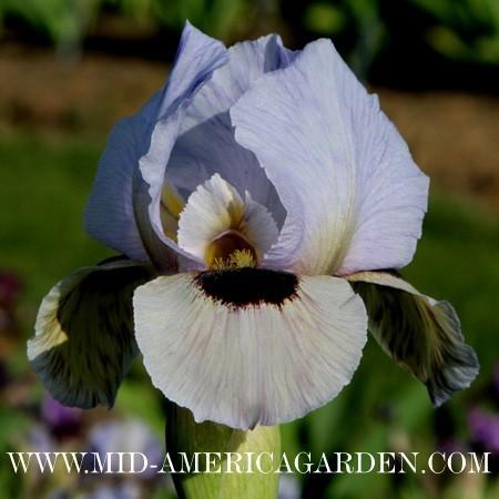 Photo of Arilbred Iris (Iris 'Eyes on You') uploaded by Calif_Sue