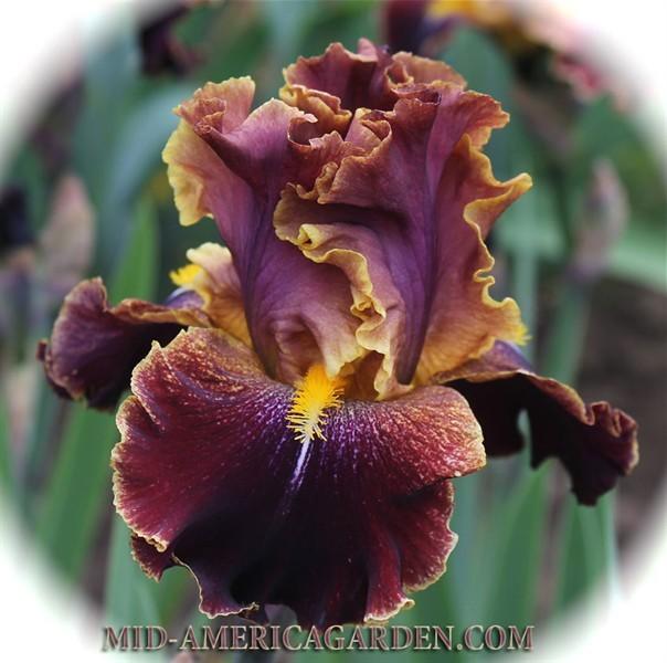 Photo of Tall Bearded Iris (Iris 'Wise Woman') uploaded by Calif_Sue