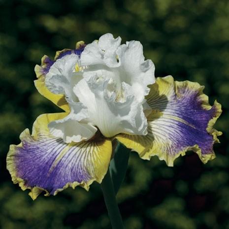 Photo of Tall Bearded Iris (Iris 'Wild Angel') uploaded by Calif_Sue
