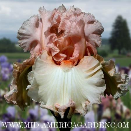 Photo of Tall Bearded Iris (Iris 'Town Flirt') uploaded by Calif_Sue