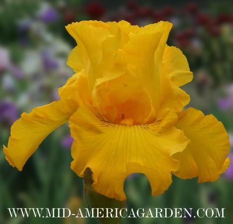 Photo of Tall Bearded Iris (Iris 'Yield') uploaded by Calif_Sue