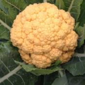 Another delicious colorful cauliflower we grew this year.