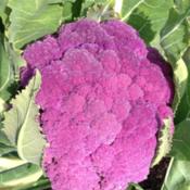 Grew three different cauliflower this year.  Love the color 