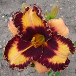 Location: Dreamy Daylilies - Chatham-Kent, Ontario   5b
Date: Aug 18, 2014
First bloom on a cultivar received that year