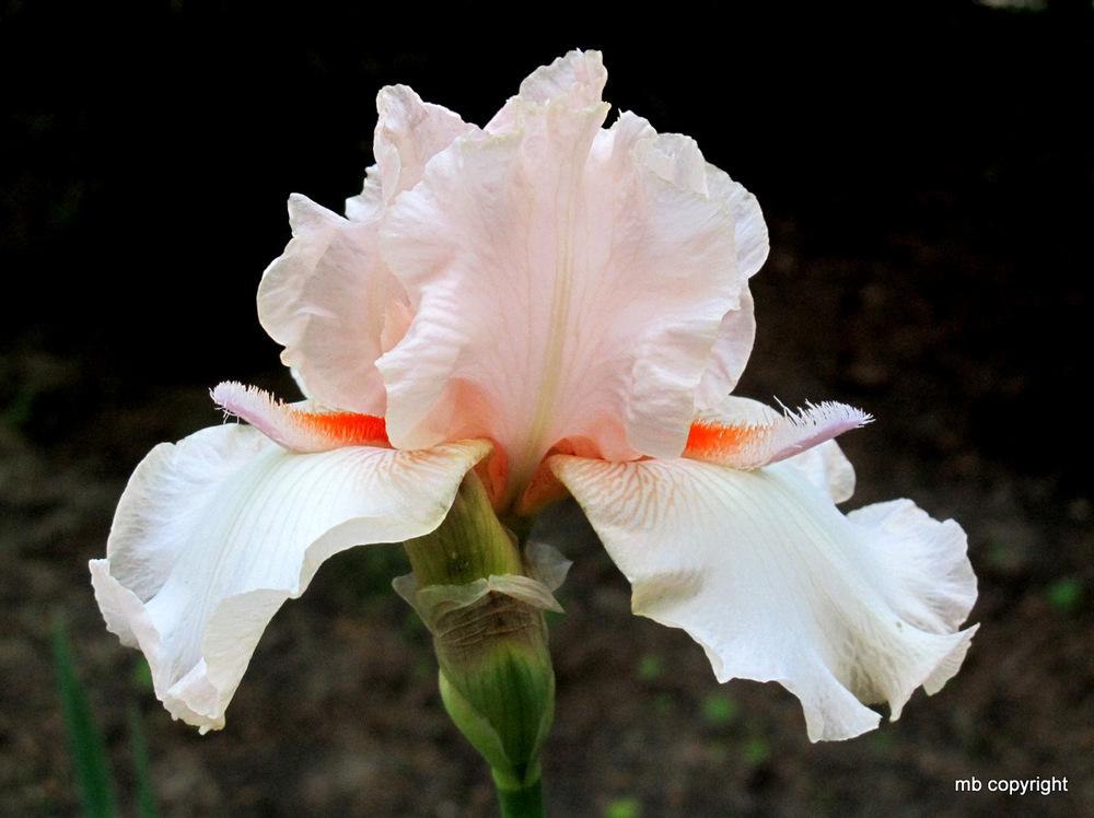 Photo of Tall Bearded Iris (Iris 'Cherry Blossom Special') uploaded by MargieNY