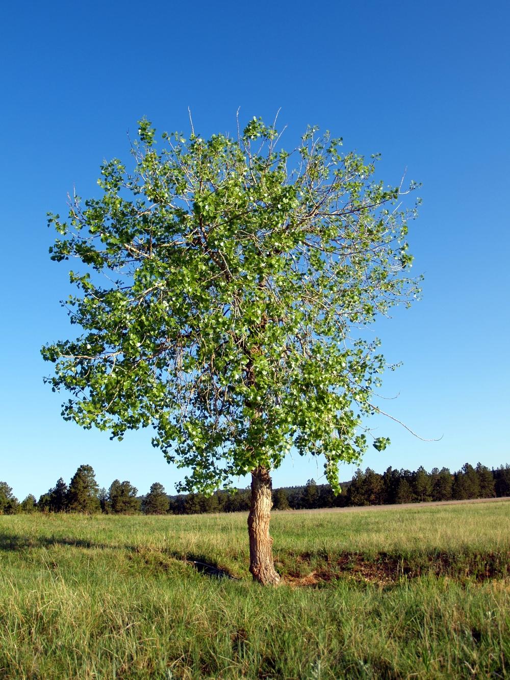 Photo of Eastern Cottonwood (Populus deltoides) uploaded by admin