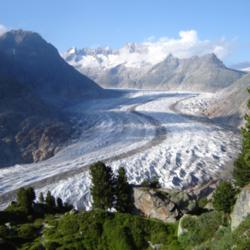 Location: The Aletsch Glacier. Swiss Pines (Pinus cembra) are visible in the foreground.
Date: 2007-07-22
Photo courtesy of: Jo Simon on Flickr