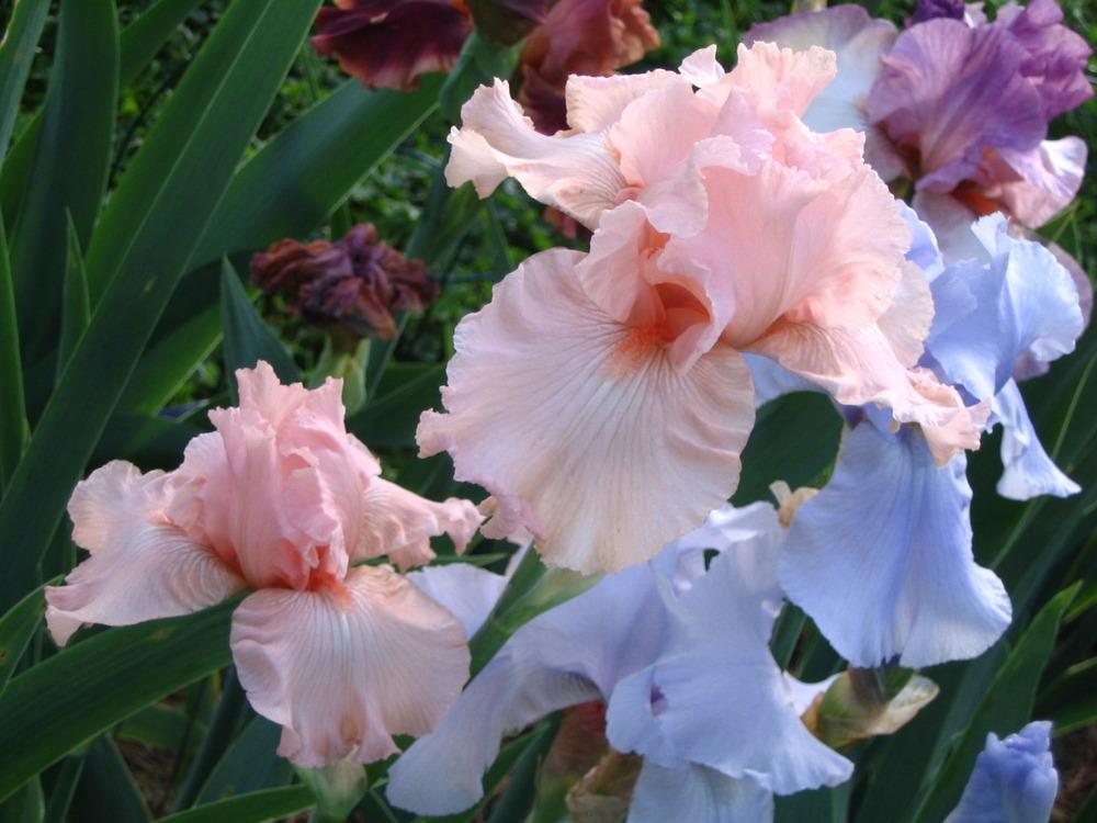 Photo of Tall Bearded Iris (Iris 'Anna Belle Babson') uploaded by janielouy