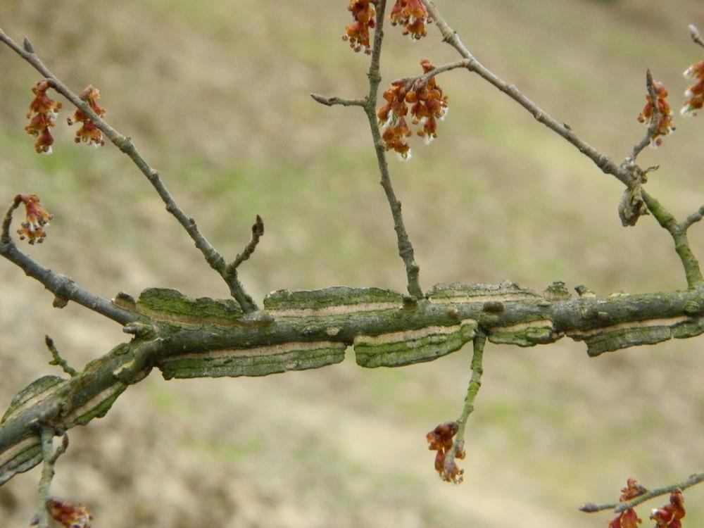 Photo of Winged Elm (Ulmus alata) uploaded by wildflowers