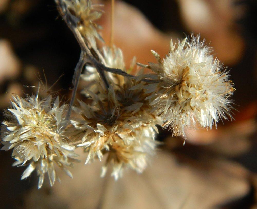 Photo of Sweet Everlasting (Pseudognaphalium obtusifolium) uploaded by wildflowers