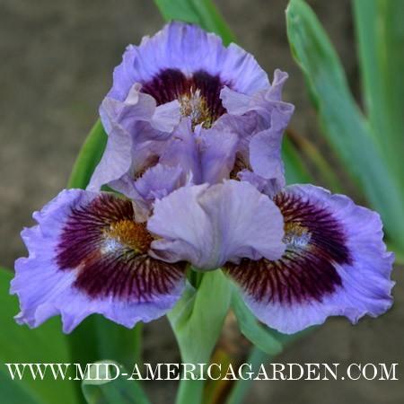 Photo of Standard Dwarf Bearded Iris (Iris 'Capiche') uploaded by Calif_Sue