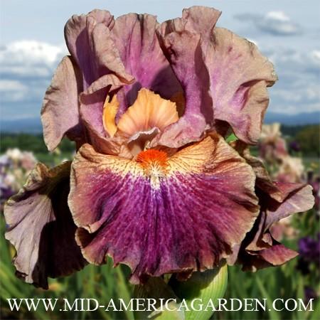 Photo of Intermediate Bearded Iris (Iris 'Creative Accent') uploaded by Calif_Sue