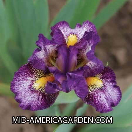 Photo of Standard Dwarf Bearded Iris (Iris 'Gift of Gab') uploaded by Calif_Sue