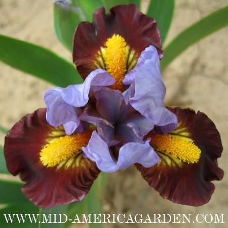 Photo of Standard Dwarf Bearded Iris (Iris 'Chicklet') uploaded by Calif_Sue