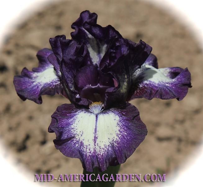 Photo of Standard Dwarf Bearded Iris (Iris 'Dark Design') uploaded by Calif_Sue