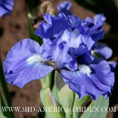Photo of Standard Dwarf Bearded Iris (Iris 'Clear Blue Sky') uploaded by Calif_Sue