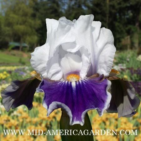 Photo of Intermediate Bearded Iris (Iris 'Dazzling') uploaded by Calif_Sue