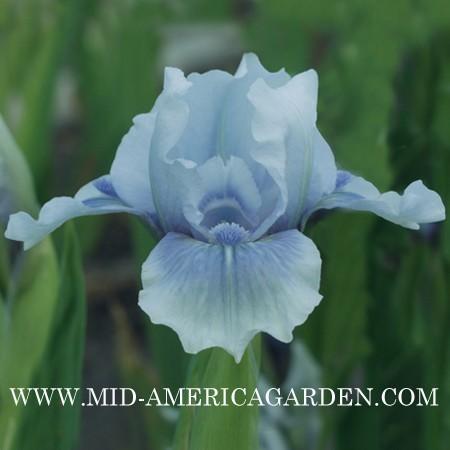 Photo of Standard Dwarf Bearded Iris (Iris 'Bombay Sapphire') uploaded by Calif_Sue