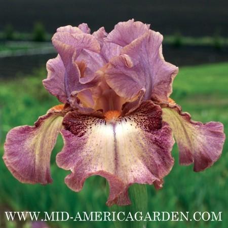 Photo of Intermediate Bearded Iris (Iris 'Cashmere Rose') uploaded by Calif_Sue