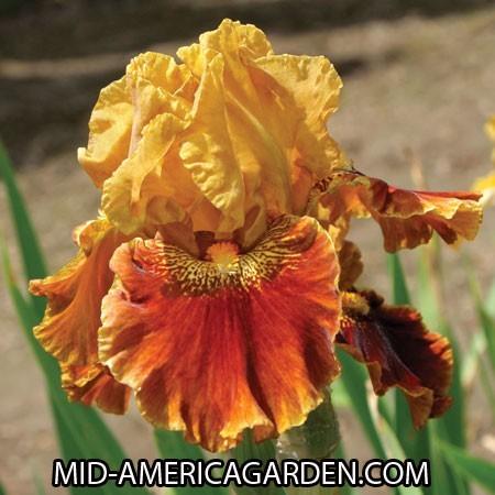 Photo of Border Bearded Iris (Iris 'Rustler's Rhapsody') uploaded by Calif_Sue