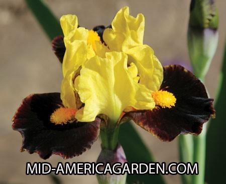 Photo of Standard Dwarf Bearded Iris (Iris 'Exclaim') uploaded by Calif_Sue