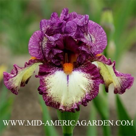 Photo of Intermediate Bearded Iris (Iris 'Intoxicating') uploaded by Calif_Sue