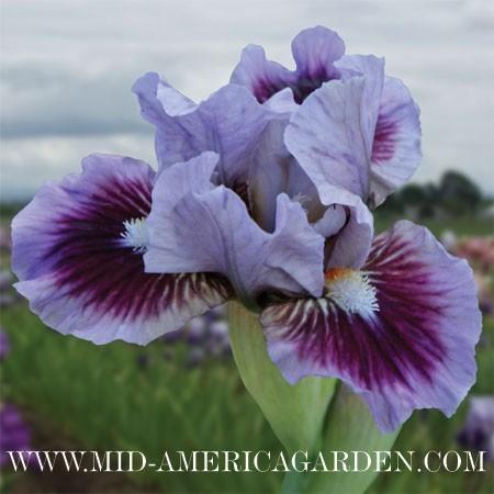 Photo of Standard Dwarf Bearded Iris (Iris 'Bow Tie') uploaded by Calif_Sue
