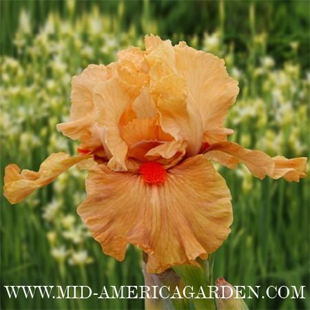 Photo of Intermediate Bearded Iris (Iris 'I'm on Fire') uploaded by Calif_Sue